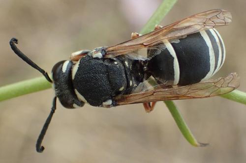 Réf. 308 271 : Eumeninae inconnu